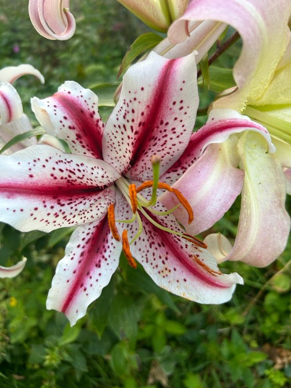 Lilium 'Dizzy' — Википедия