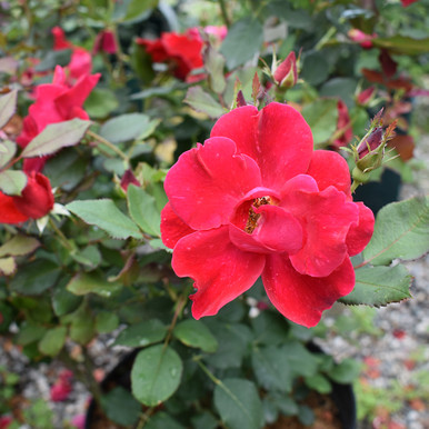 Miracle On The Hudson™ Shrub Rose | NatureHills.com ...