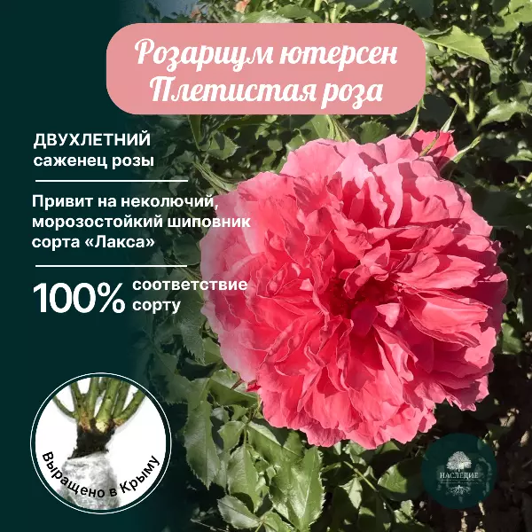 Саженцы роз Розариум Ютерсен (Rosarium Uetersen). Саженцы ...