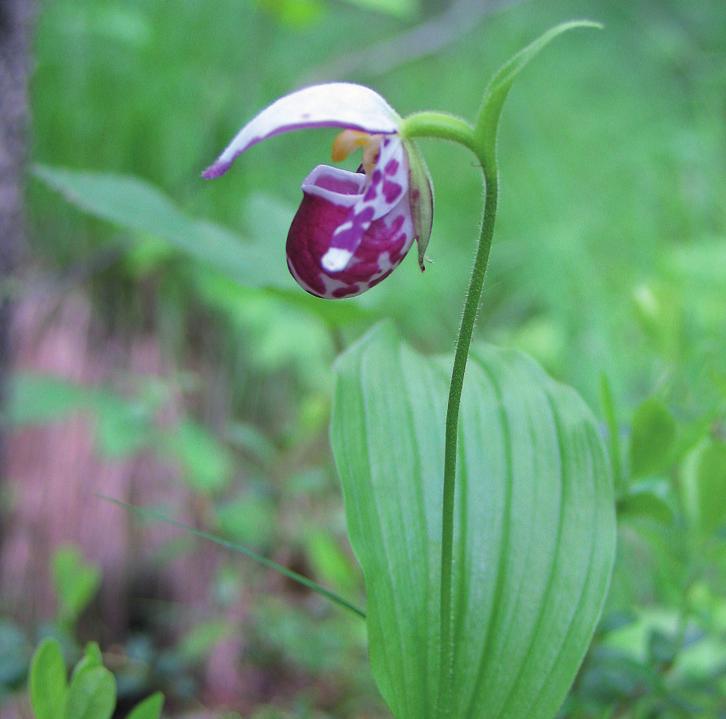 Венерин башмачок/Cypripedium на Supersadovnik.ru