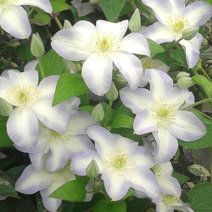 Clematis 'Юкикомаши' (LL) — Растения ...