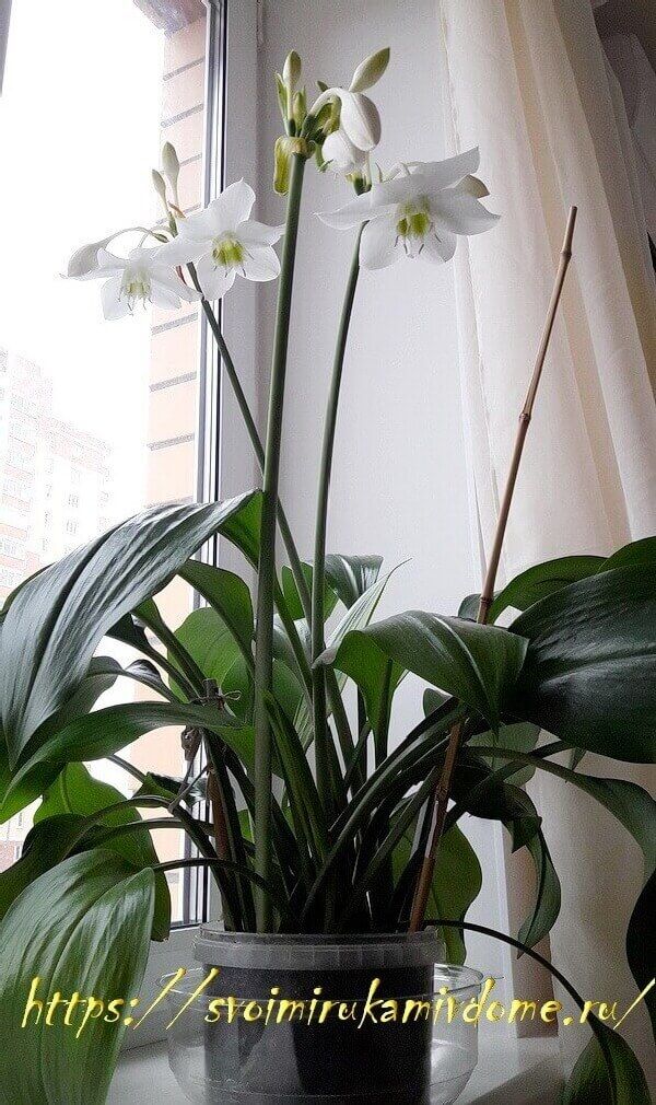 Spathiphyllum Spath Или Мир Лилии С Белыми Цветами Растет ...