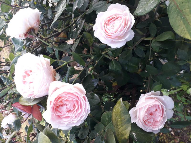 Купить Роза флорибунда Марчензаубер Rose floribunda ...