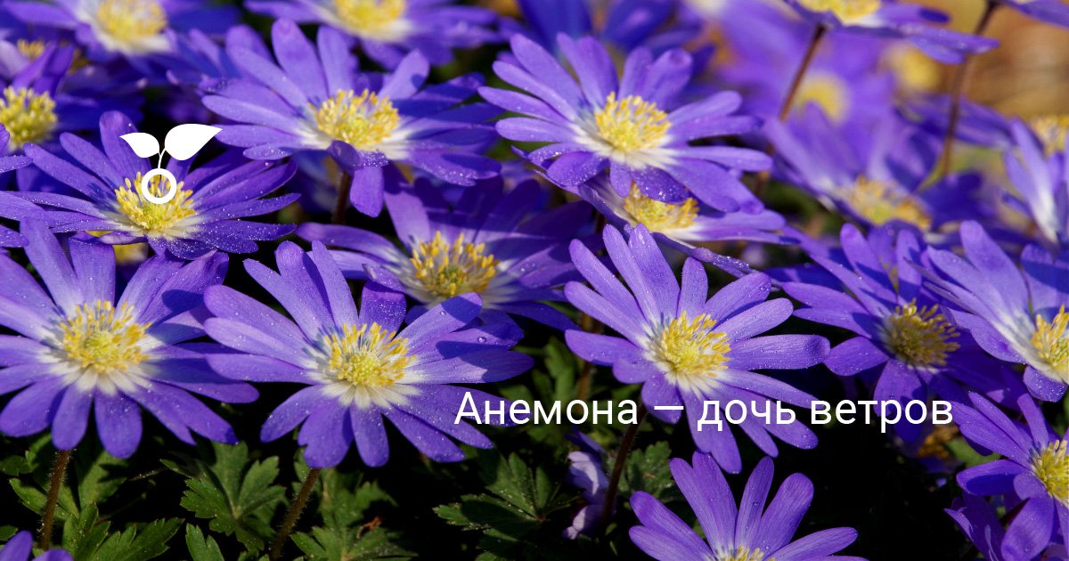 ᐉ Цветок Анемона Flora Розовый (70746) • Купить в Киеве ...