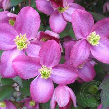 Clematis montana 'Rubens', горный ...