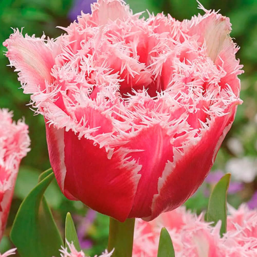 Tulipa Marie Jo | At the Flower Dome ...