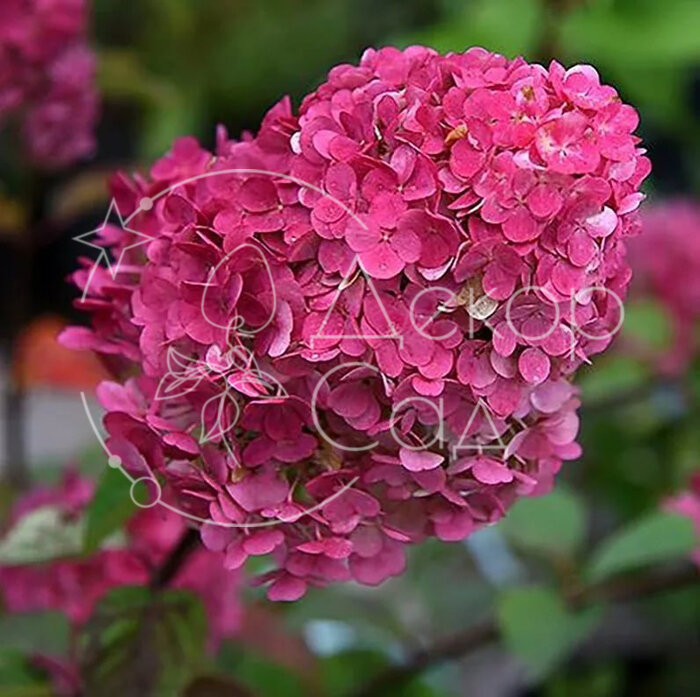 Гортензия метельчатая Диамантино (Hydrangea Diamantino ...