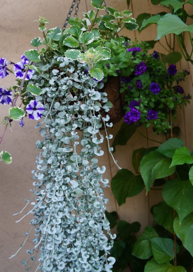 Dichondra ARGENTEA 'SILVER FALLS ...