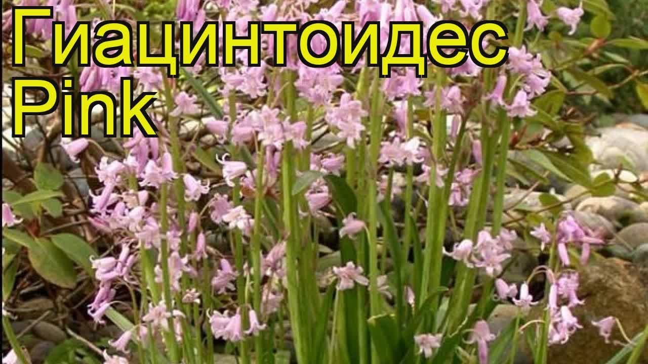 Гиацинтоидес Пинк (8 лук) / луковичные ...