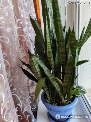 Сансевиерия - Sansevieria: фото, условия выращивания, уход и ...