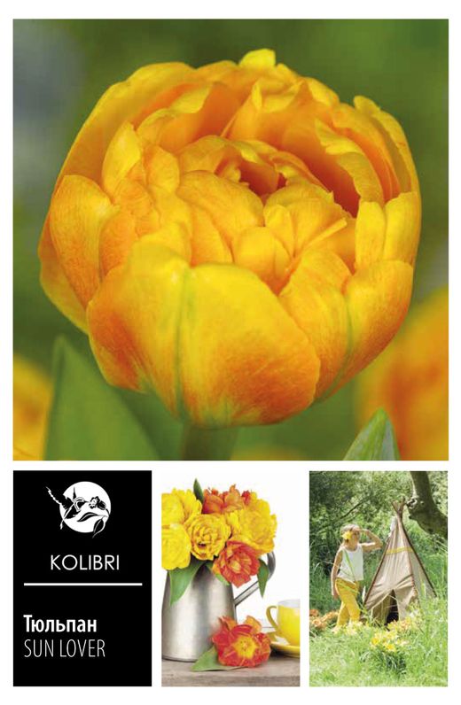 Луковицы Тюльпан HOLLAND BULB MARKET Тюльпан Санлавер 11/12 ...