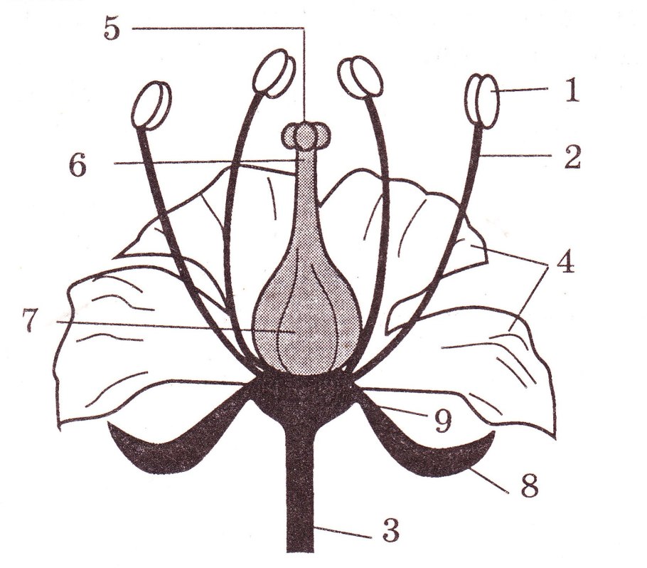 Строение цветка — урок. Биология, 7 класс.