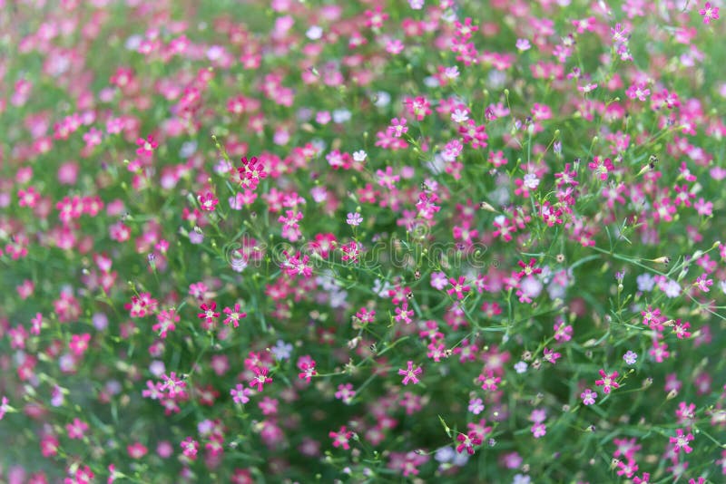 Гипсофила ползучая Роза Шёнхайт (Gypsophila repens Rosa ...