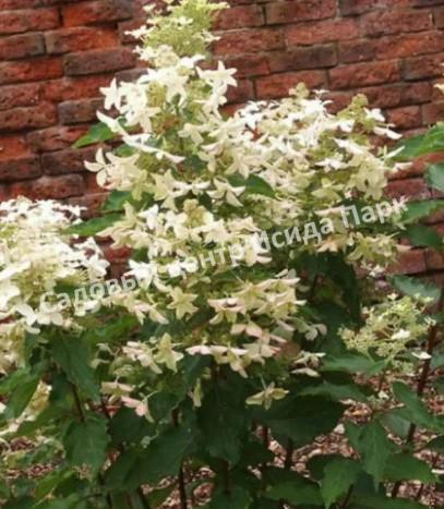 Гортензия метельчатая Панзола (Hydrangea paniculata Panzola ...