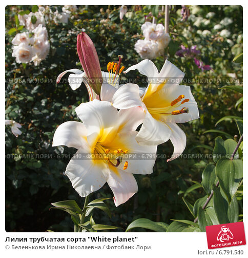 White Planet' — The Lily Garden