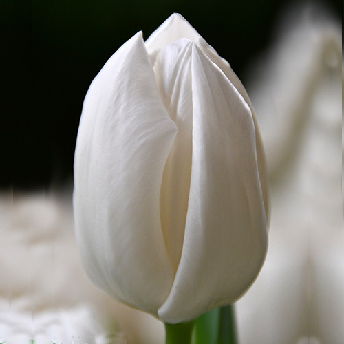 Tulip Snow ...