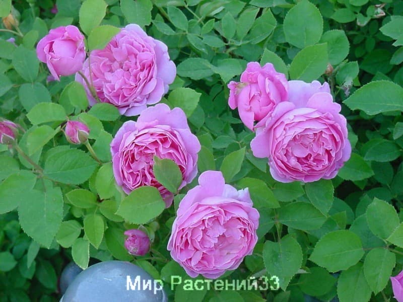 Роза `Kate`(Д. Остин) – купить в питомнике Chelsea Garden