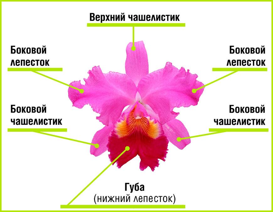 Компьютерный атлас-определитель ТРАВЯНИСТЫХ РАСТЕНИЙ (ЦВЕТОВ ...