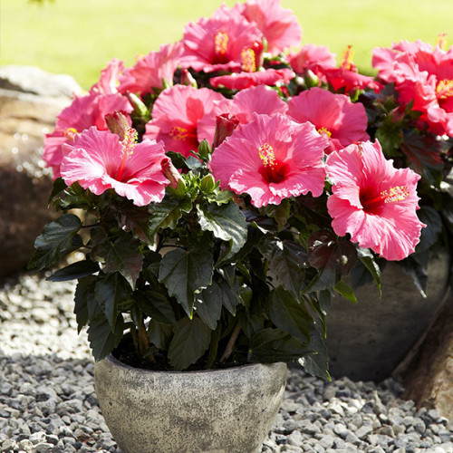 Гибискус - Hibiscus: фото, условия выращивания, уход и ...