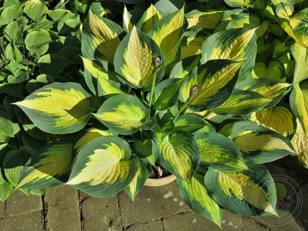 Hosta hybrida Forbidden Fruit ...