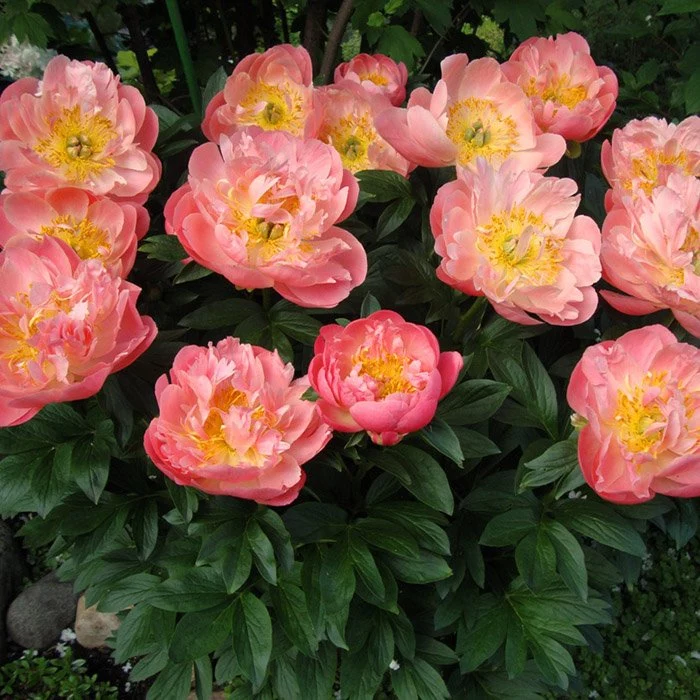 Peony Pink Hawaiian Coral | Fleur Farm - Vermont