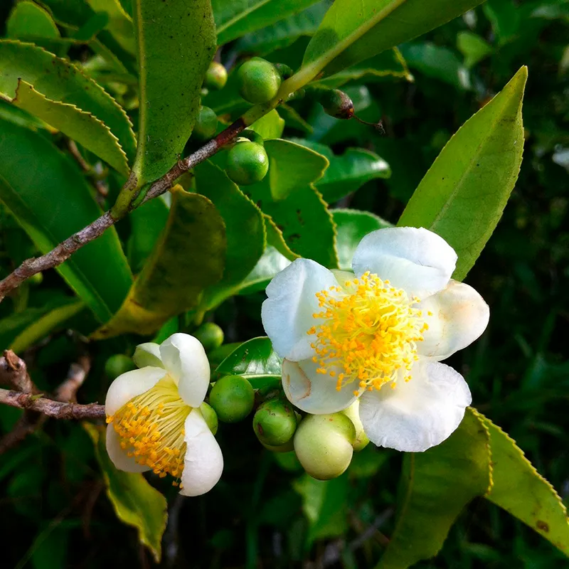 Эфирное масло Чайного дерева (Essential Oil Tea tree KHADI ...