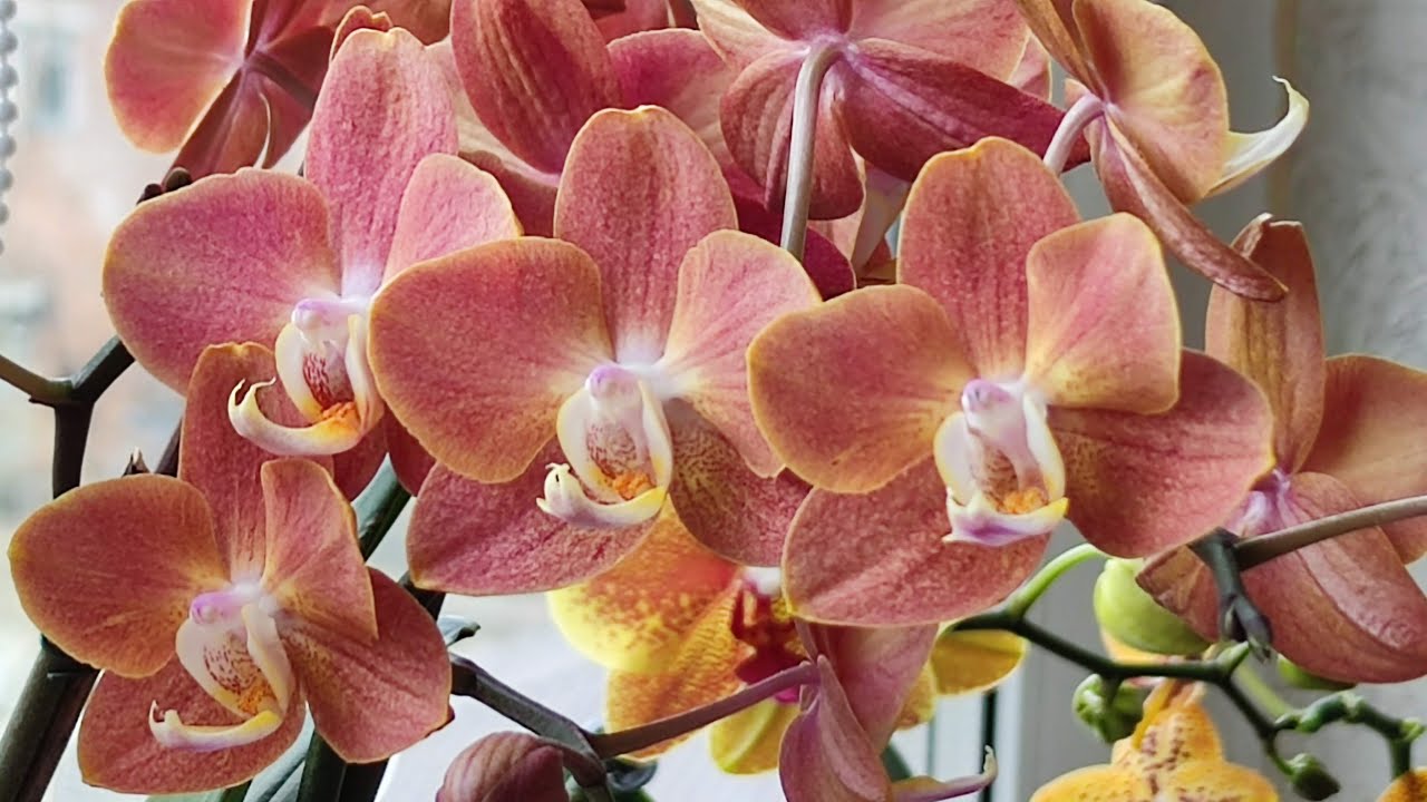 Фаленопсис Горизонт (Phalaenopsis Horizion) — купить в ...