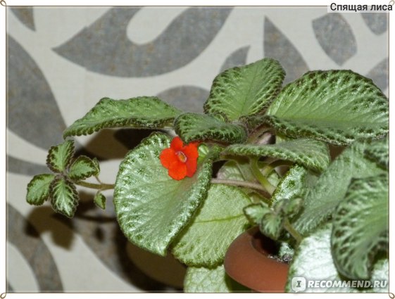 Эписция — Episcia описание и уход на ...