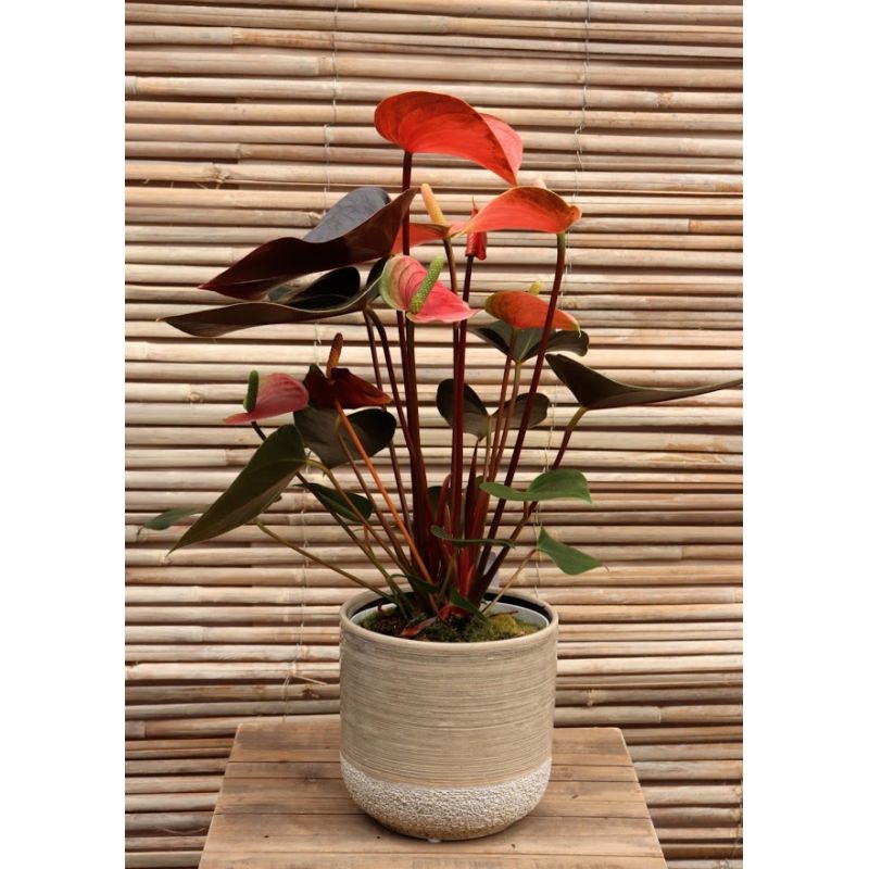 Anthurium Rainbow Champion (деленка без ...