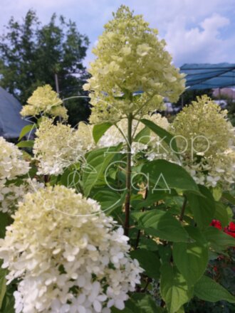 Гортензия метельчатая (Hydrangea paniculata `Selection`) C 3 ...