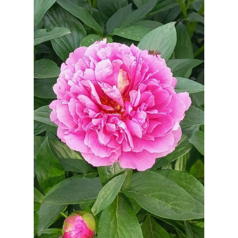 mnogoletnik.com - Paeonia Sonoma Welcome - Пион Сонома Велком