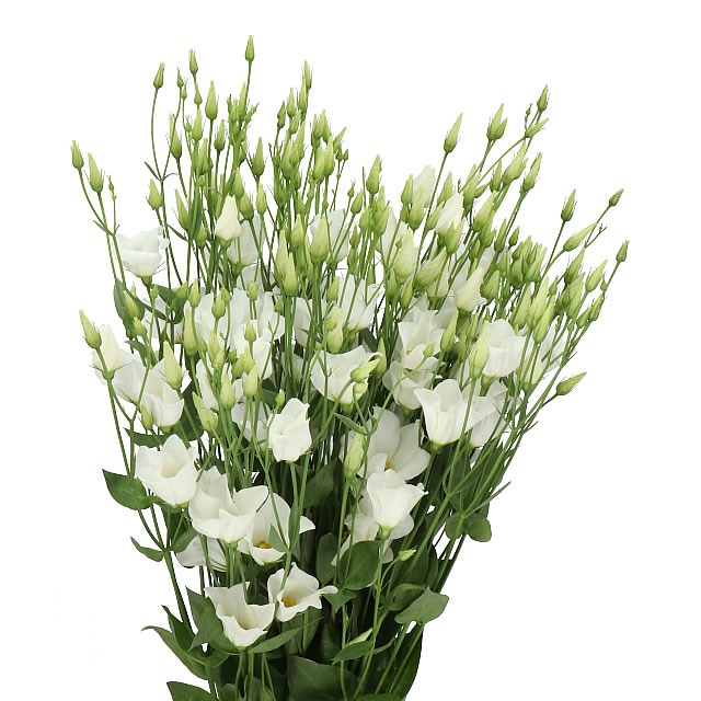 EUSTOMA LISIANTHUS BOTANIC WHITE 70cm | Wholesale Dutch ...