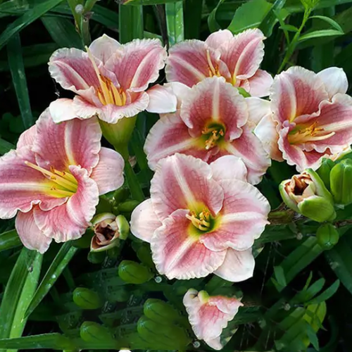 Hemerocallis Little Fellow ...