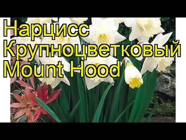 Нарцисс Mount Hood (Маунт-Худ) — Южный сад