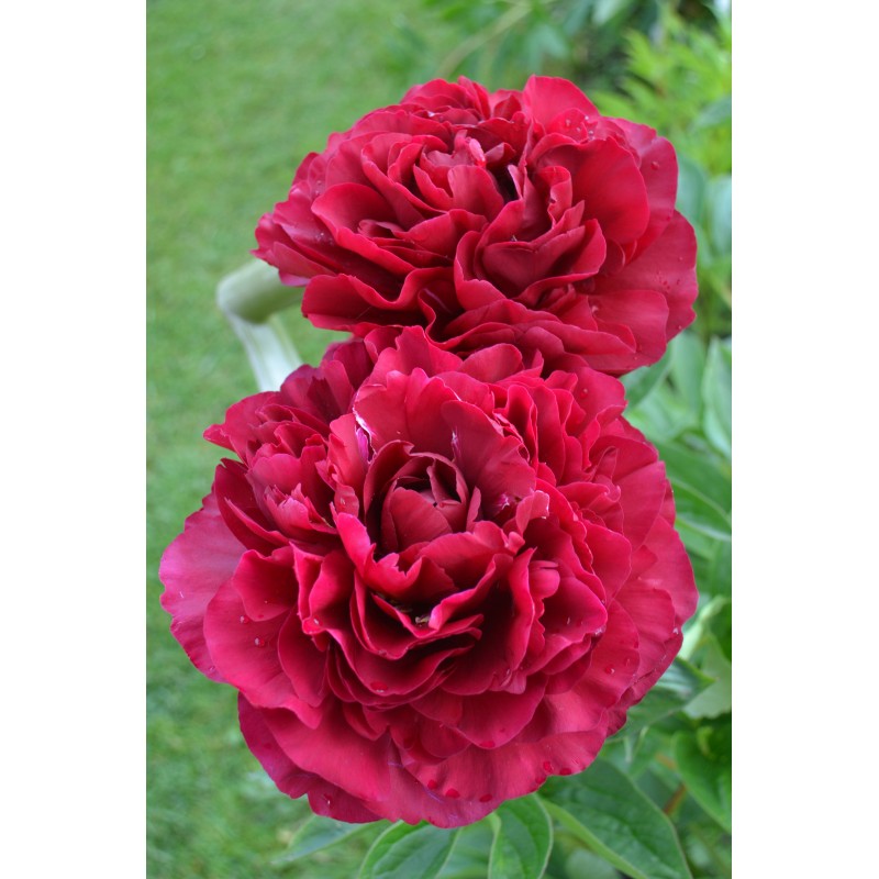 Пион Висконсин Крим (Paeonia Wisconsin Cream) купить в Москве ...