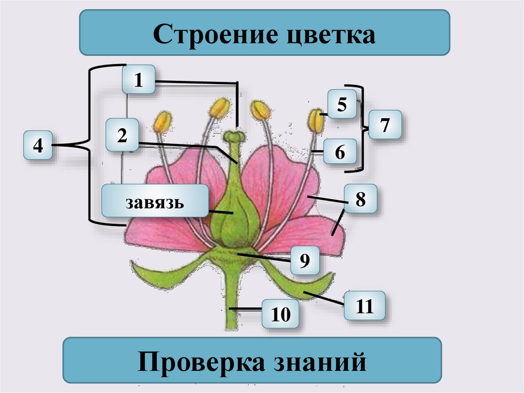 Цветок | PPT