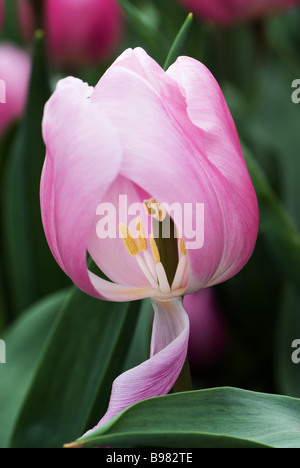 Tulipa 'Aafke' | Green Solutions