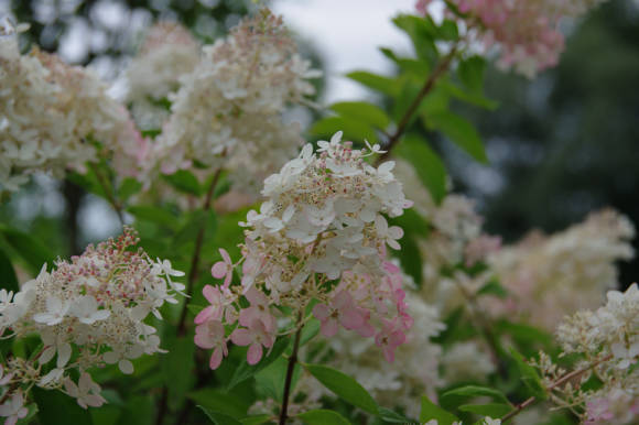 Гортензия метельчатая (Hydrangea paniculata `Magical ...