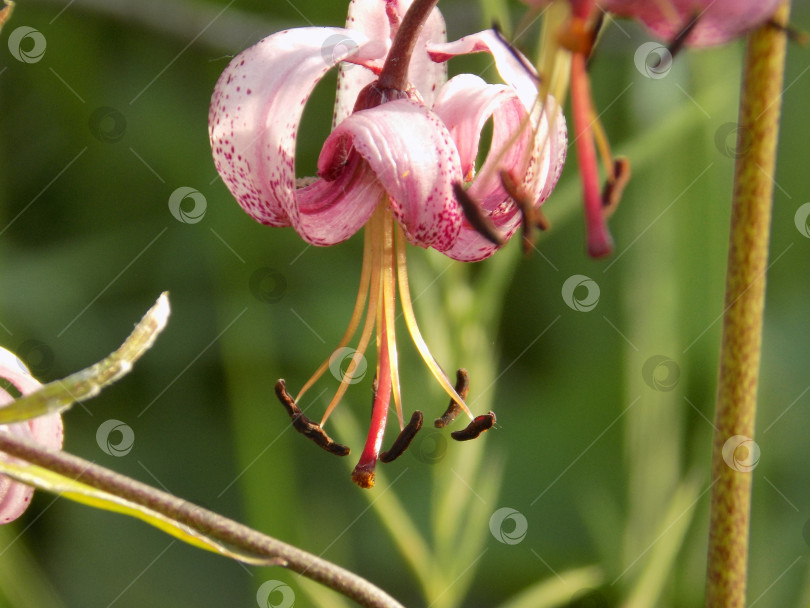 Лилия кудреватая Lilium martagon L. 1753 - Растения - Разделы ...