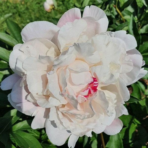 Paeonia 