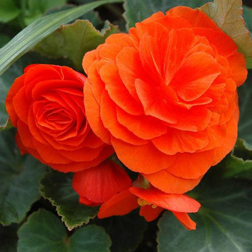 Begonia tuberosa Nonstop Yellow Бегония клубневая (махровая ...