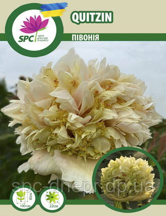 Пион Paeonia Quitzin