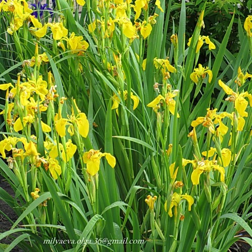 Ирис ложноаировый, жёлтый, болотный (Iris pseudacorus)