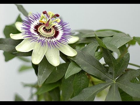 Пассифлора Фоэтида (Passiflora foetida): купить 2 семени с ...