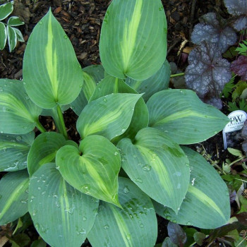 Хоста гибридная (Hosta х hybrium `Stained Glass`) - Хоста ...