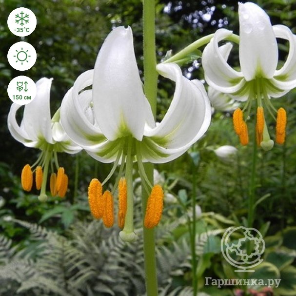 ᐅ Лилия кудреватая (Lilium martagon ...