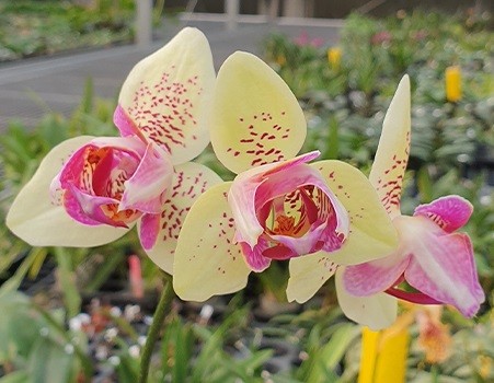 Phal. Yaphon Golden Leopard 'AN6609' 2.5 партія починає ...