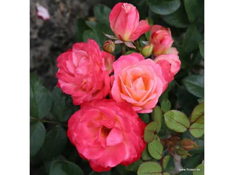 Lovely Pink Rose | Enjoy our beautiful selection of free flo ...