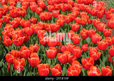 Tulipa Ad Rem Parrot | Visions Pictures