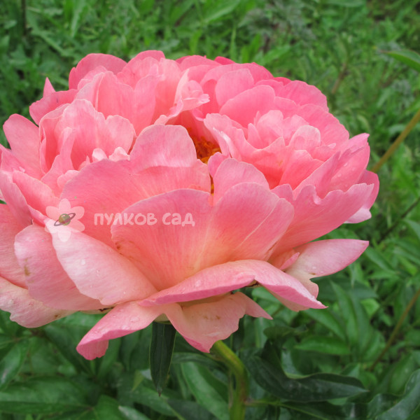 Paeonia 'Pink Hawaiian Coral' (Peony)